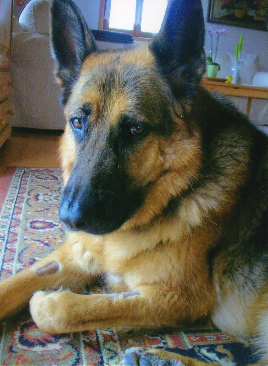 Felix - REHA nach Bandscheiben-Operation.jpg (866 x 1179)